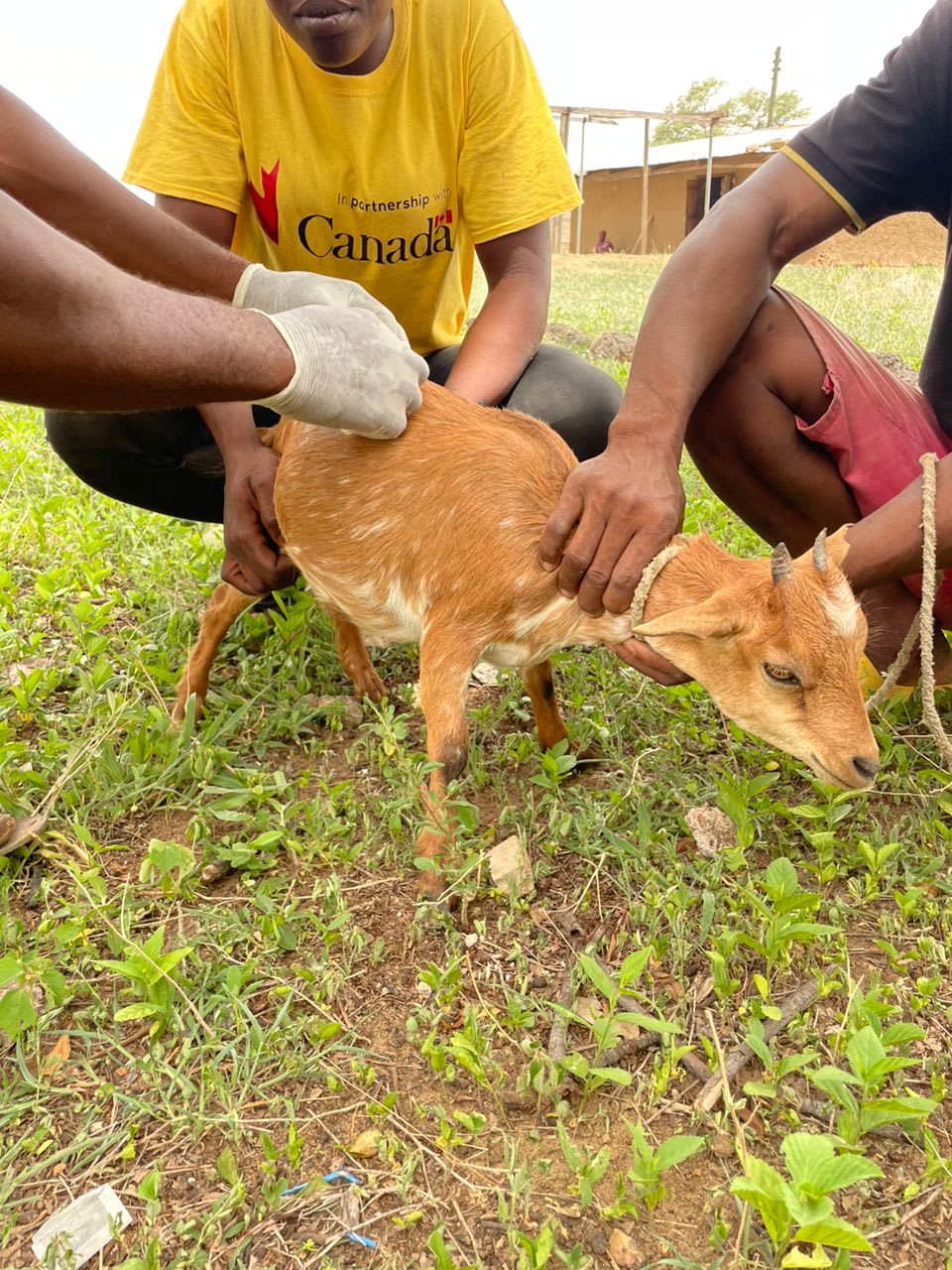 Young boy holds a goat while a volunteer administers a vaccination. 