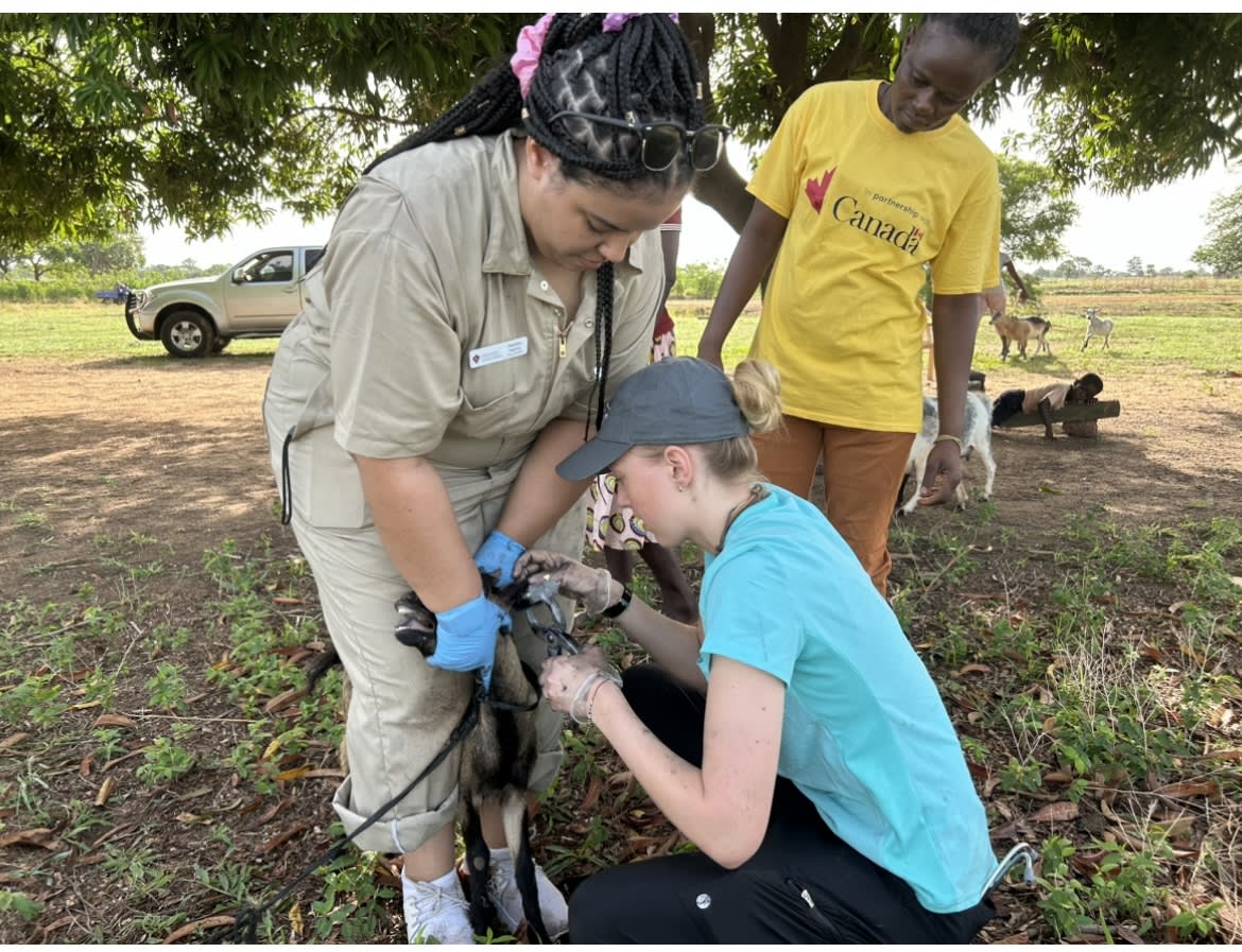 YVP vaccinating animals in Ghana