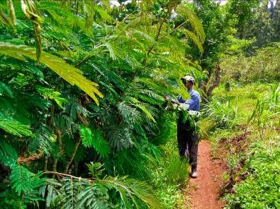James Kamau harvesting calliandra in his farm