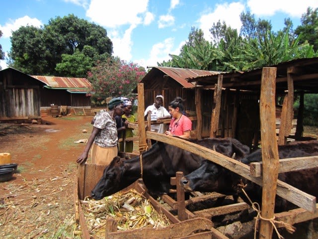 VETS volunteer in Kenya