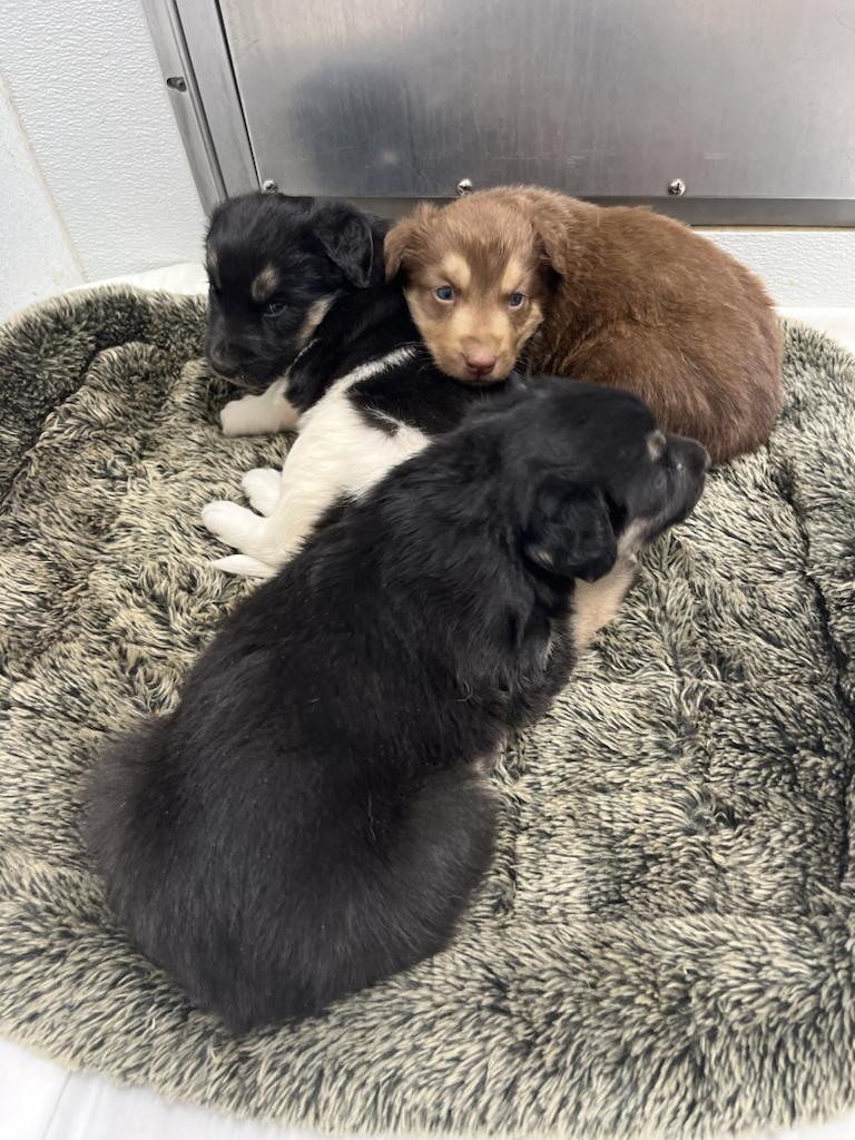 puppies in nwt spca
