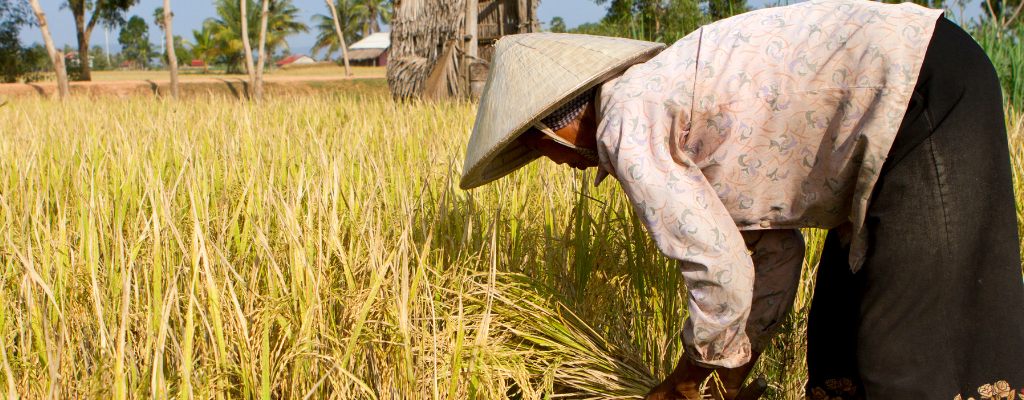farmer in cambodia