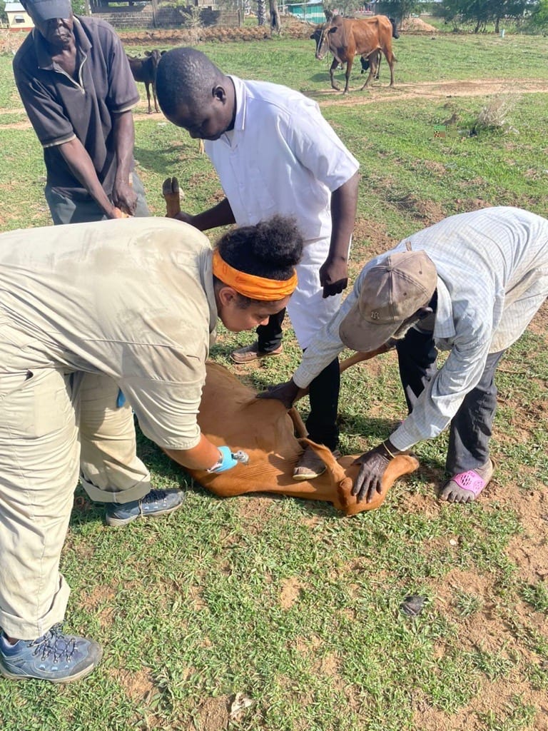 VWB/VSF volunteers helping vaccinate farm animals against anthrax in Ghana