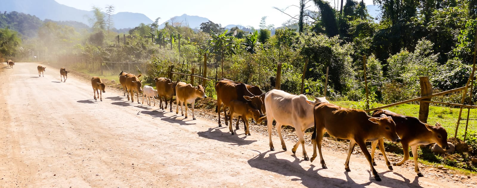 Line of small cows walking down a dirt road through a forested area with mountains in the background.