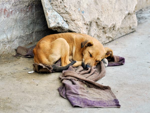 Street dog lying on a dirty blanket. 