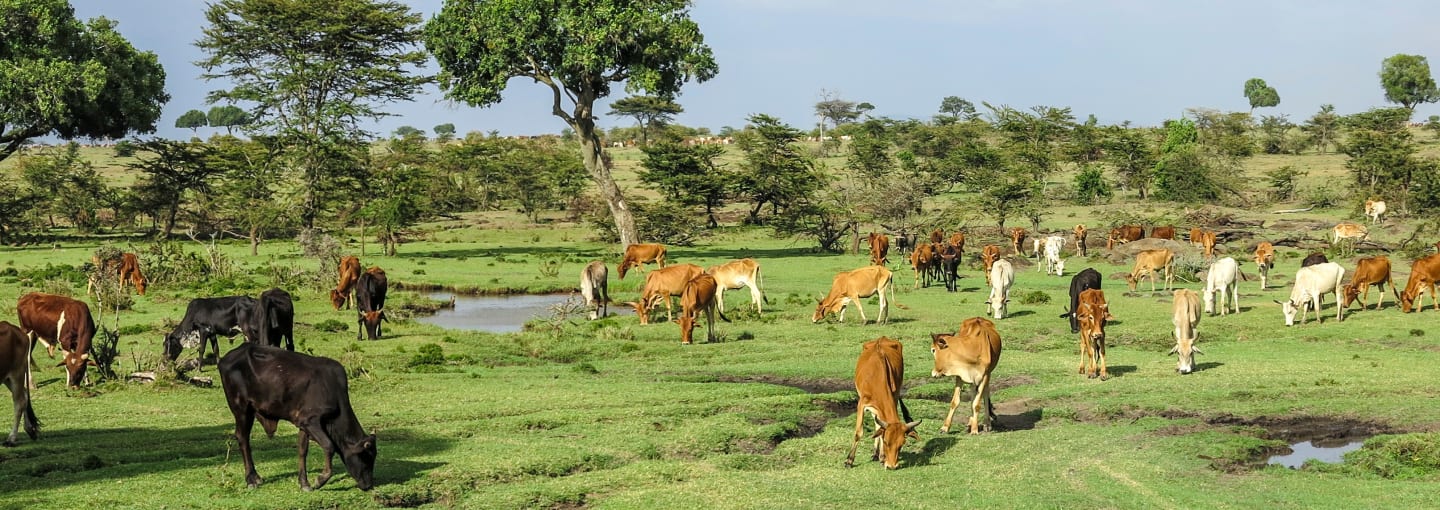 Group of cattle grazing on an open field with trees.