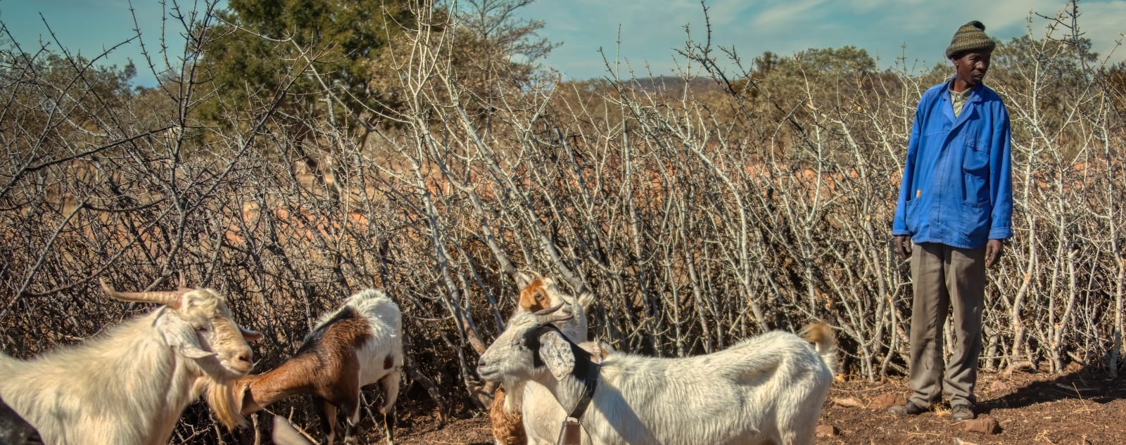 A man in a blue jacket stands with a herd of goats in front of low lying brush.