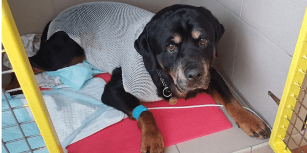 Dog in Czech Republic recovering from surgery