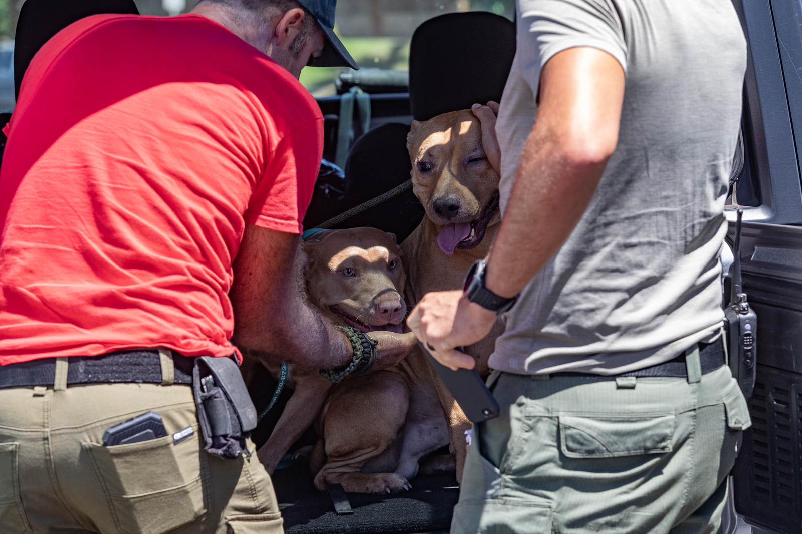 Veterinarians andMaui Humane helping dogs in Maui