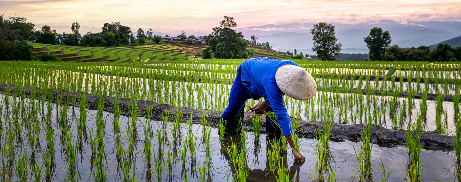 A man in a rice hat leans over to pick rice at sunset.