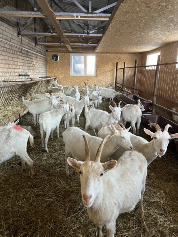 goats in ukraine