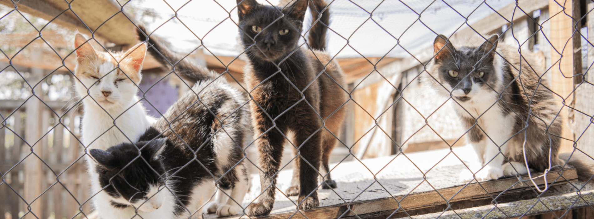 cats in ukrainian shelter peering out