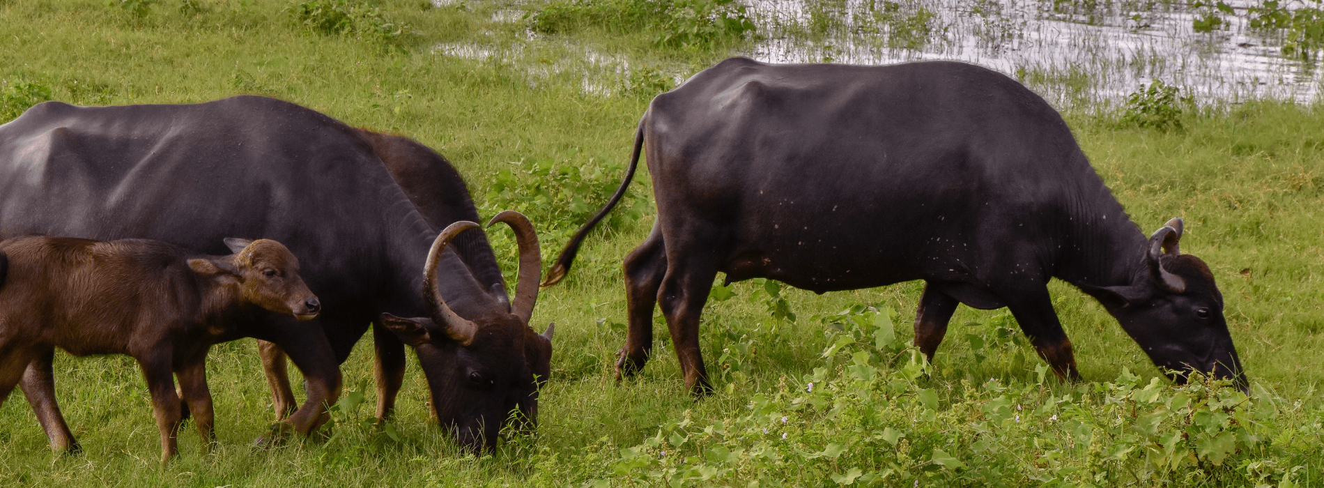 Cows grazing in field in Laos