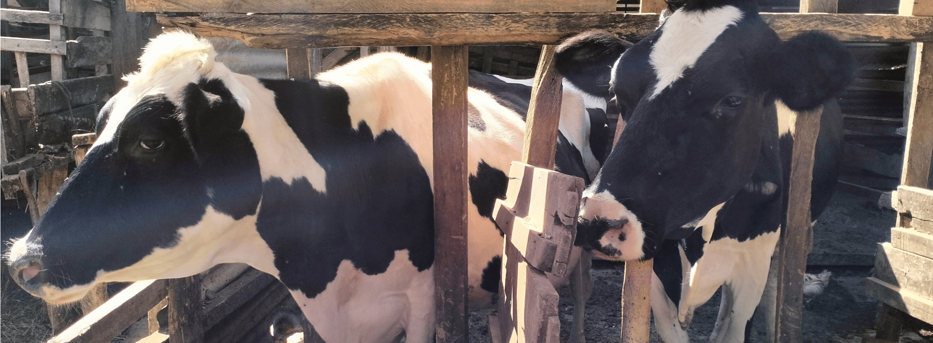 cows in kenya
