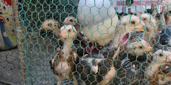 Chickens on farm in Cambodia