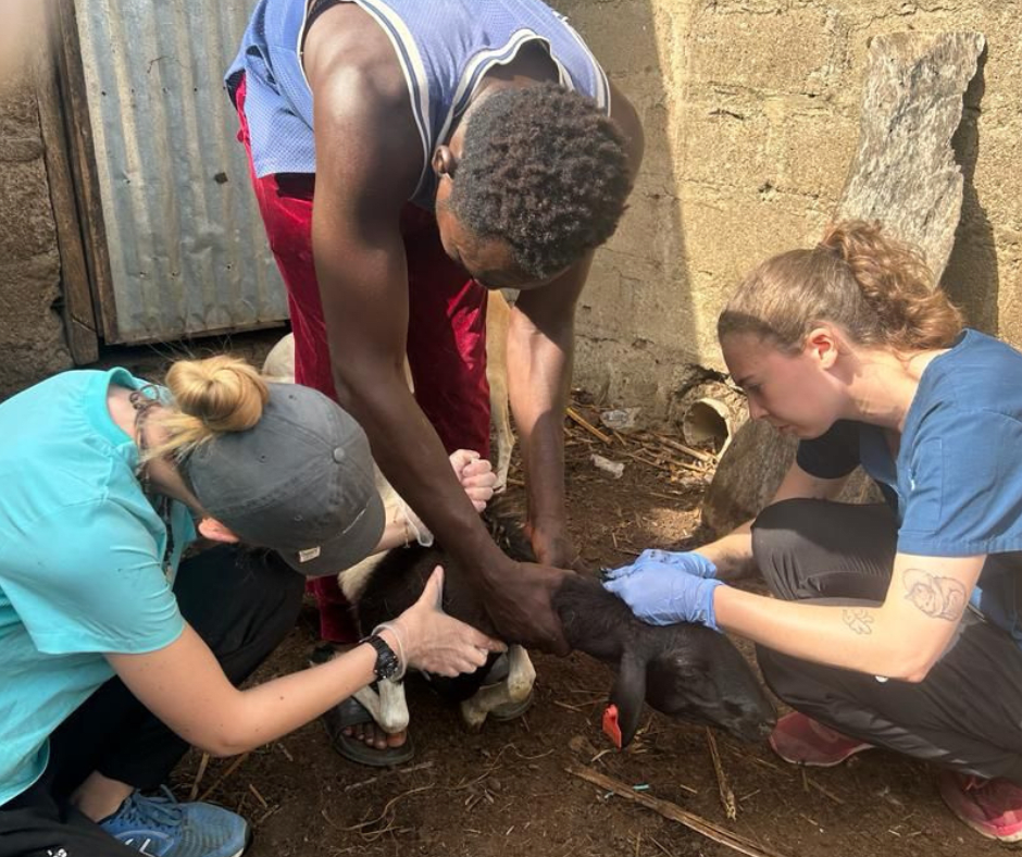 Marley & Sandra vaccinating in Ghana