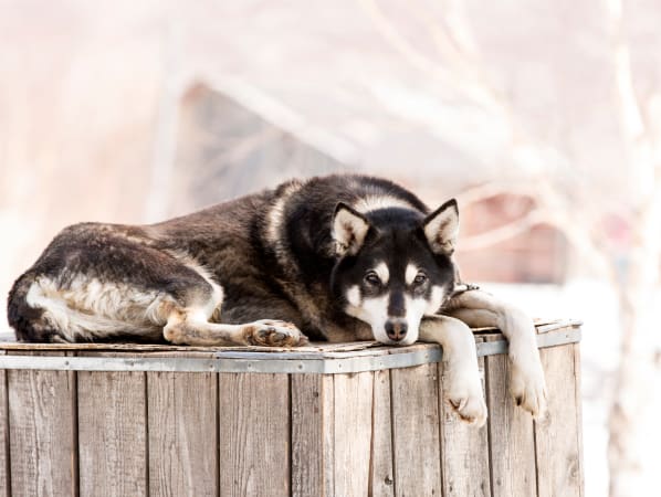 Husky laying on top of a wooden crate