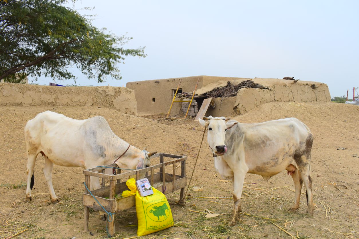 Cows in Pakistan
