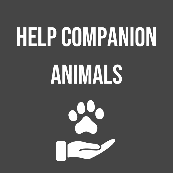 companion animals