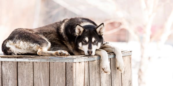 A husky laying on a wooden crate.