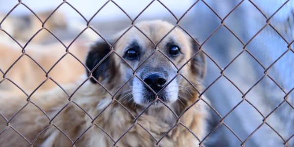 A dog looking through a chainlink fence.