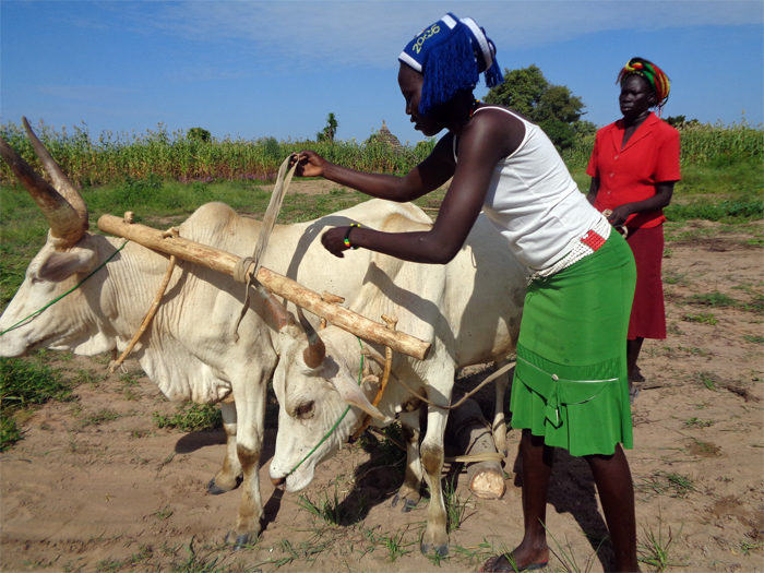 A woman securing a yoke to two oxen. 