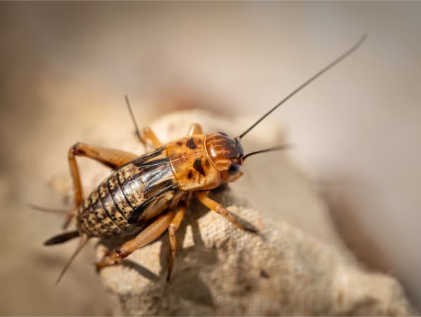 Close up of a cricket. 