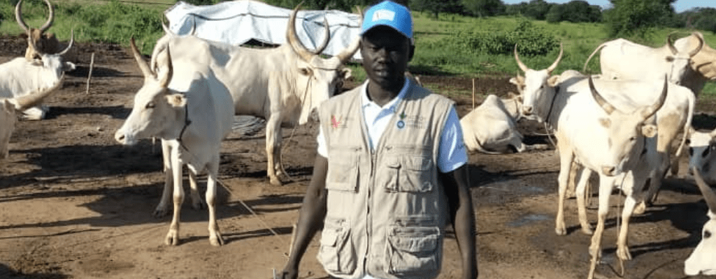 vaccinating cows in south sudan