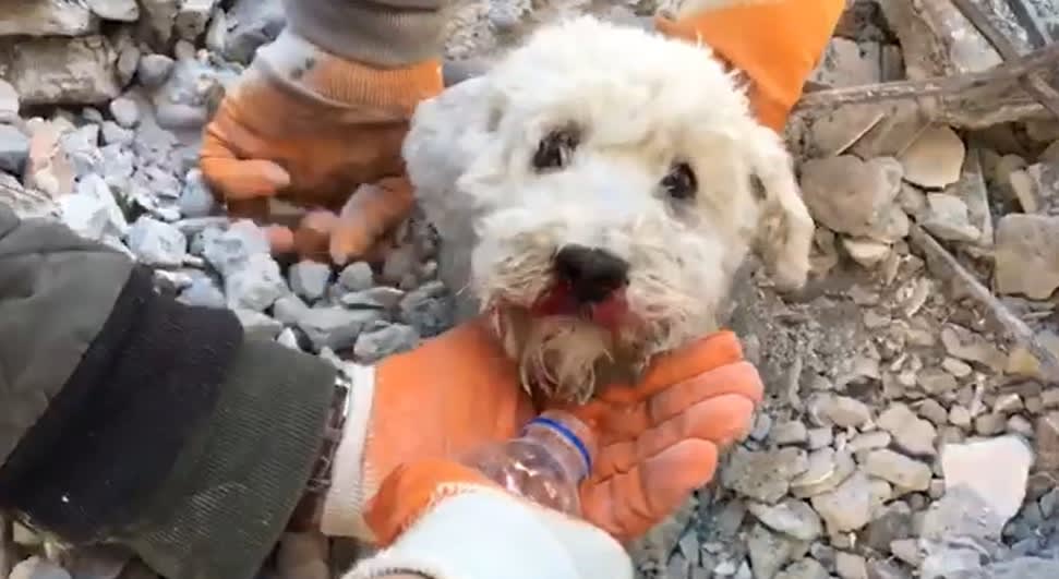 DOg being given water in Turkey