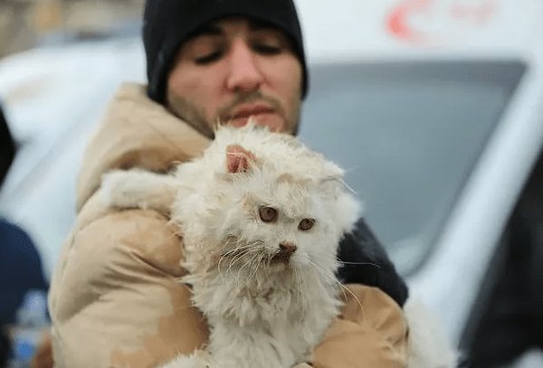 Cat being rescued from the rubble, courtesy of HAYRAP