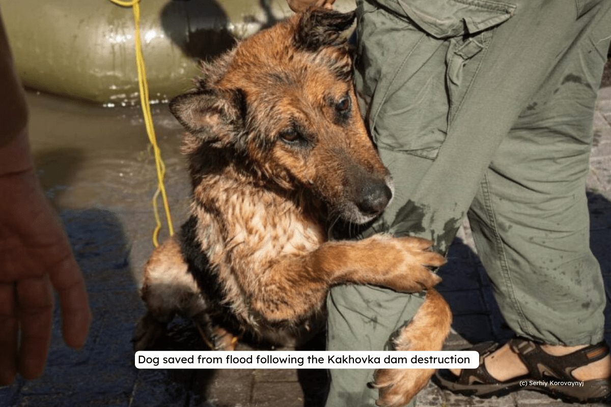 dog after floods