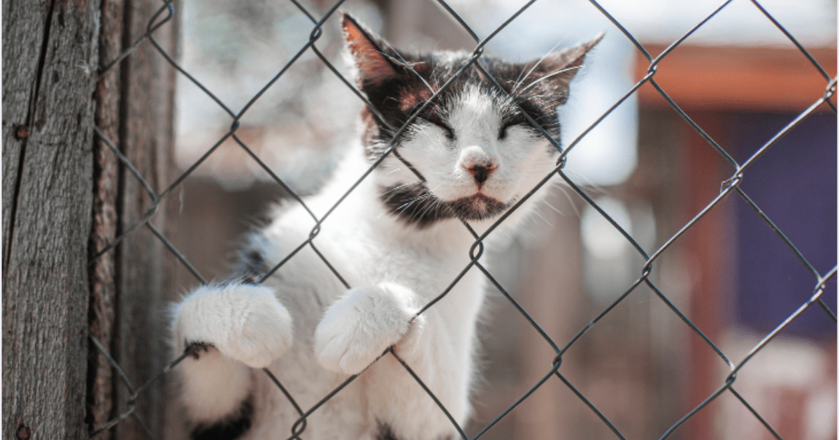 Cat at a shelter in ukraine