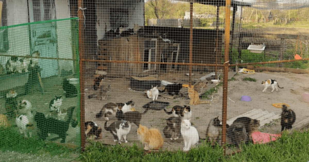 Ukraine cat shelter