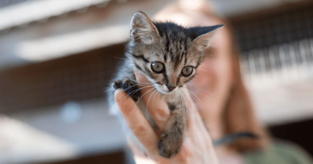 Kitten at a shelter in Ukraine