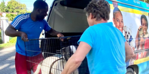 volunteers help dogs in bahamas